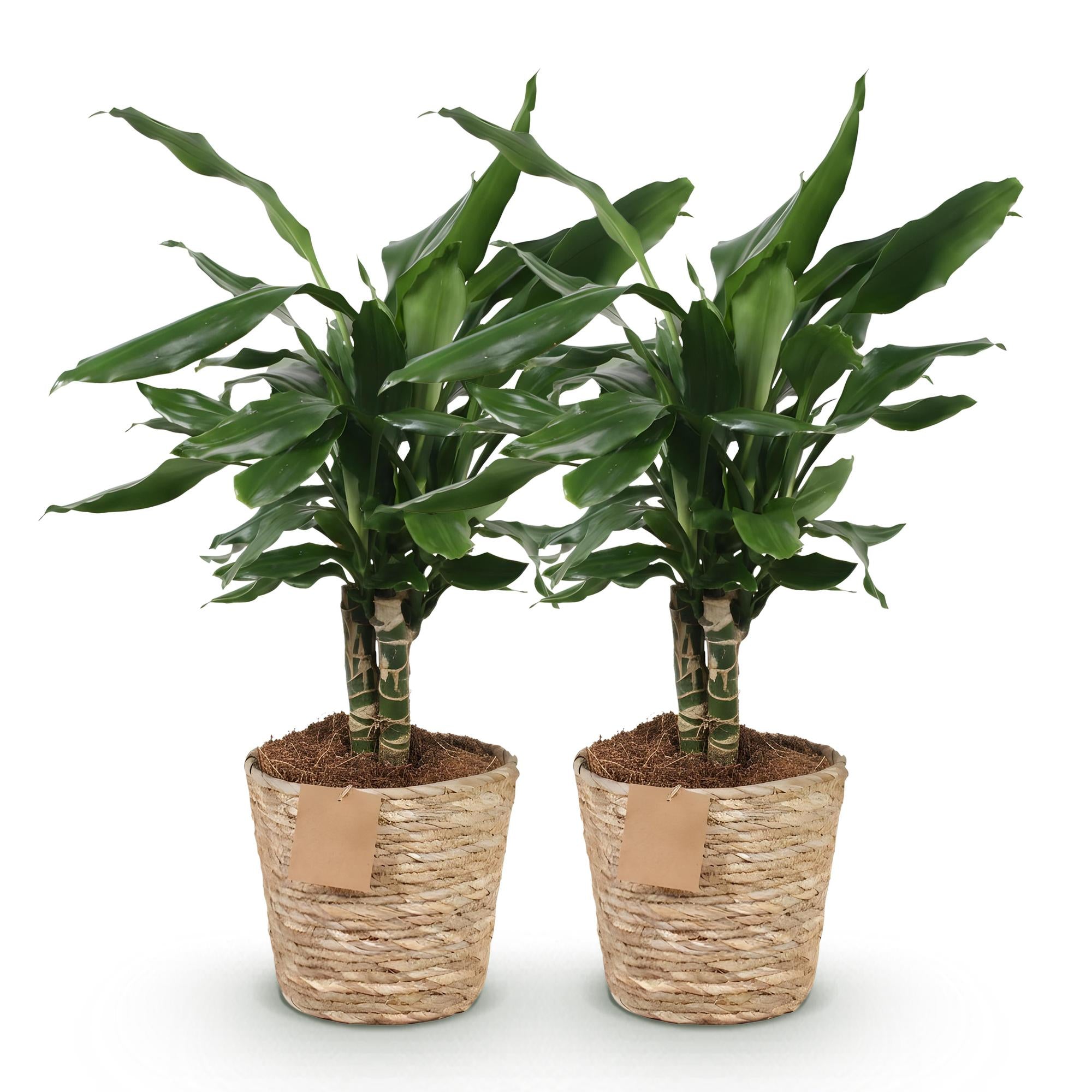 Green BoutiQ - Green is... Kamerplanten - Dracaena fragrans Steudneri - Drakenbloedboom - Weinig onderhoud - met mand - Groen - 2 Planten - Pot 17cm - Hoogte 50-55cm