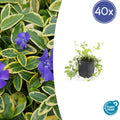 40x Vinca minor 'Aureovariegata' - ↕10-25cm - Ø9cm