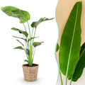 Green BoutiQ - Green is... Kamerplanten - Stelitzia Nicolai - Paradijsvogelbloem - Weinig onderhoud - met mand - Groen - 1 Plant - Pot 21cm - Hoogte 110-120cm