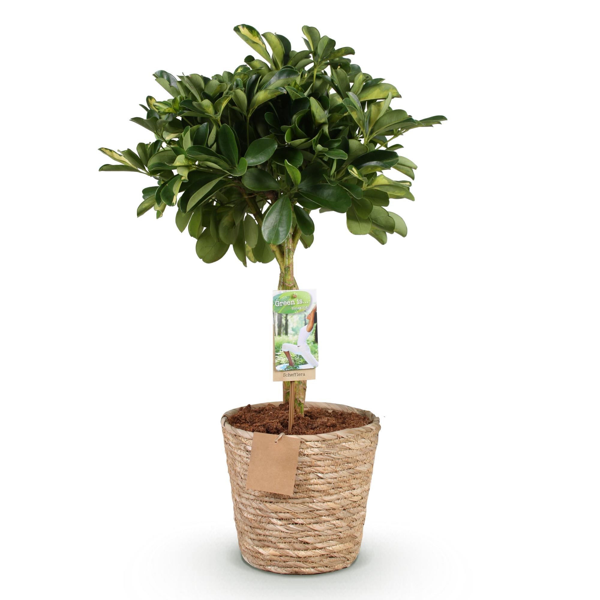 Green boutiQ - Green is… Kamerplanten - Schefflera Gold Capelle - Vingerboom - Weinig onderhoud - met mand - Groen - goud - 1 Plant - Pot 21cm - Hoogte 70-81cm