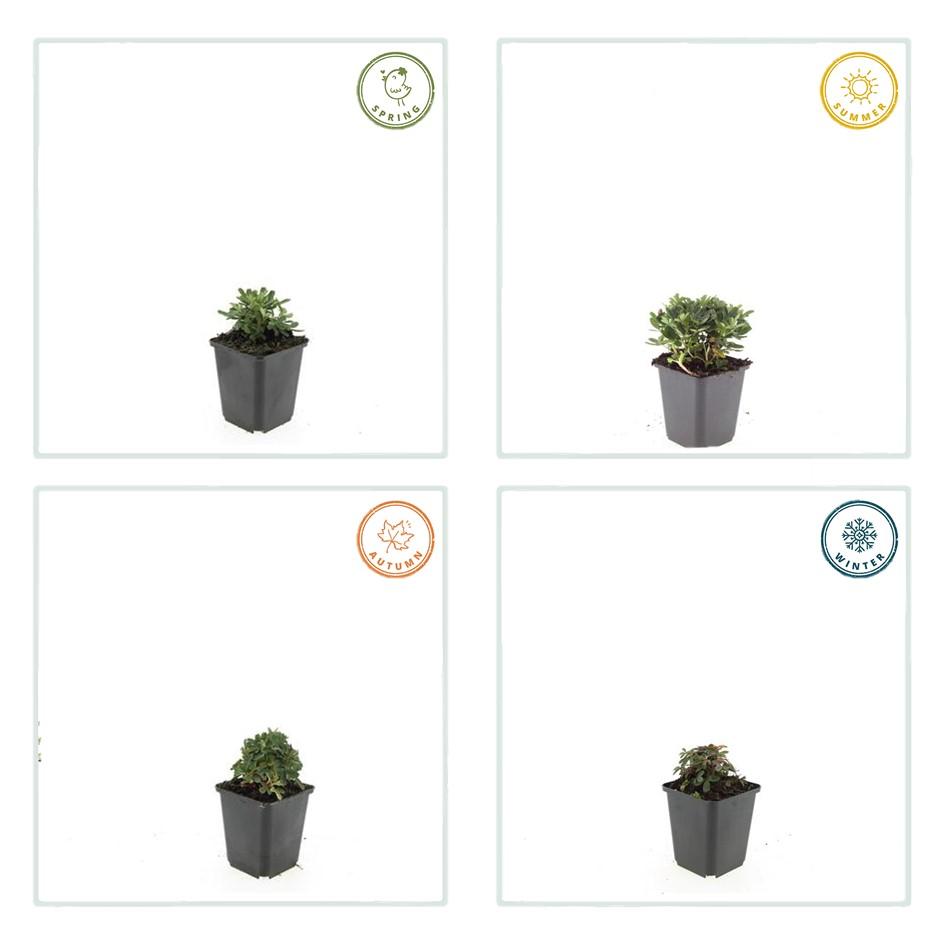 40x Potentilla tridentata 'Nuuk' - ↕10-25cm - Ø9cm