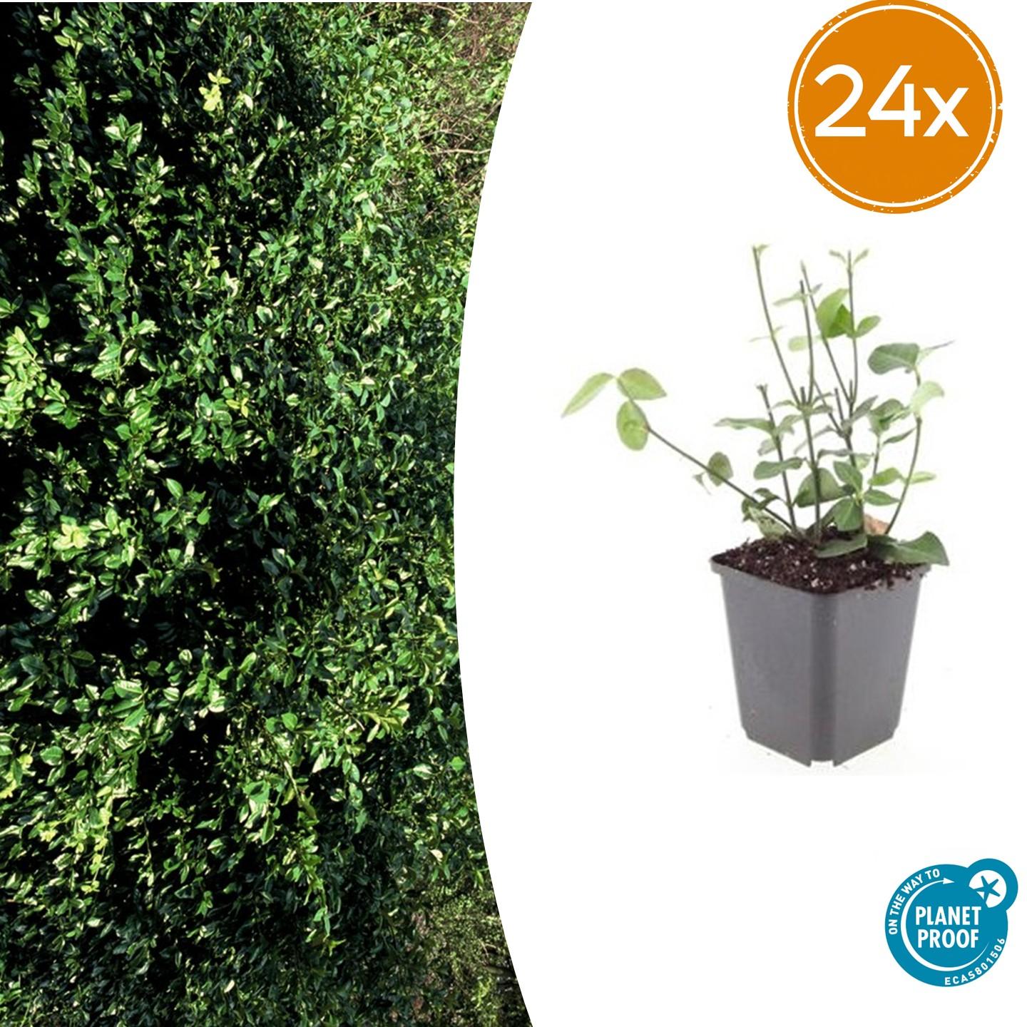 24x Euonymus fort. 'Coloratus' - ↕10-25cm - Ø9cm