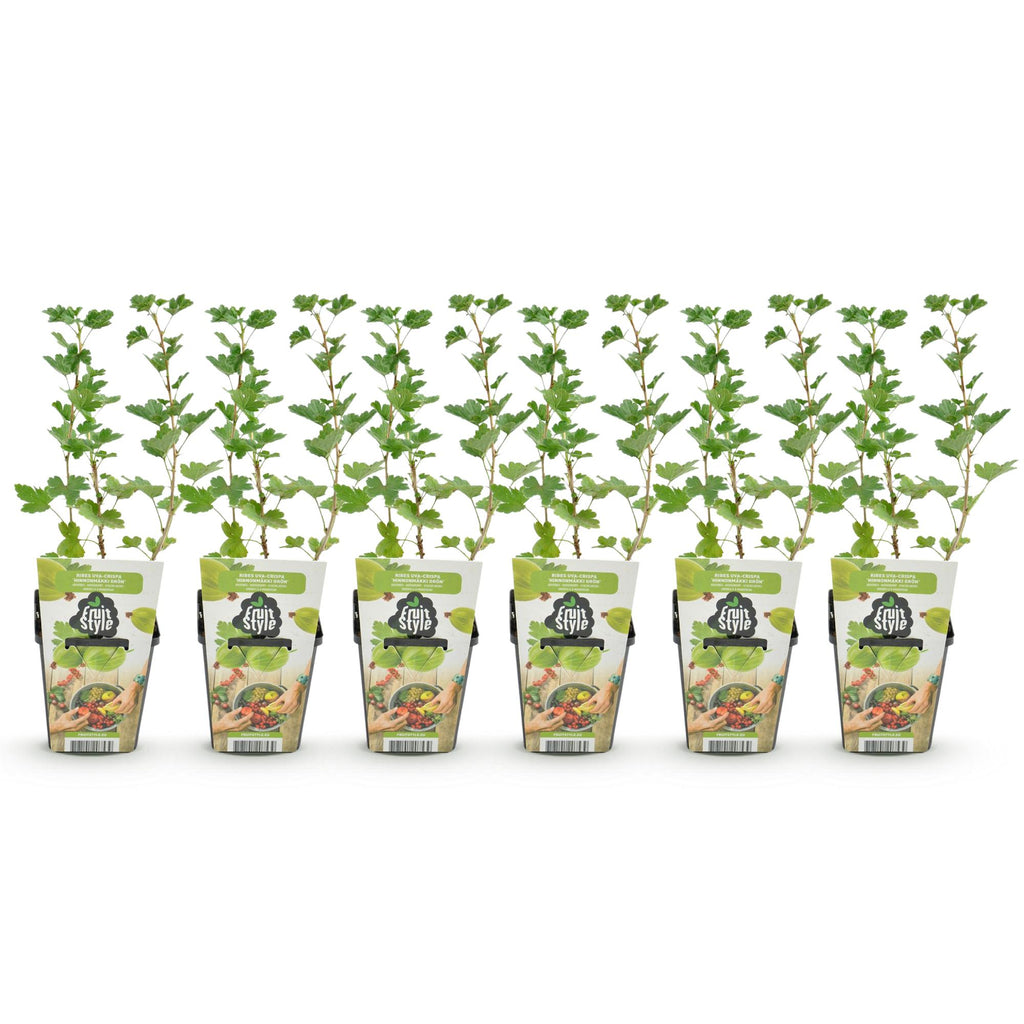 Green boutiQ - Fruitplanten - Kruisbes - Ribes uva-crispa Hinnonmaki Grun - Winterhard - 6 Planten - Pot 9 cm - Groene Bes