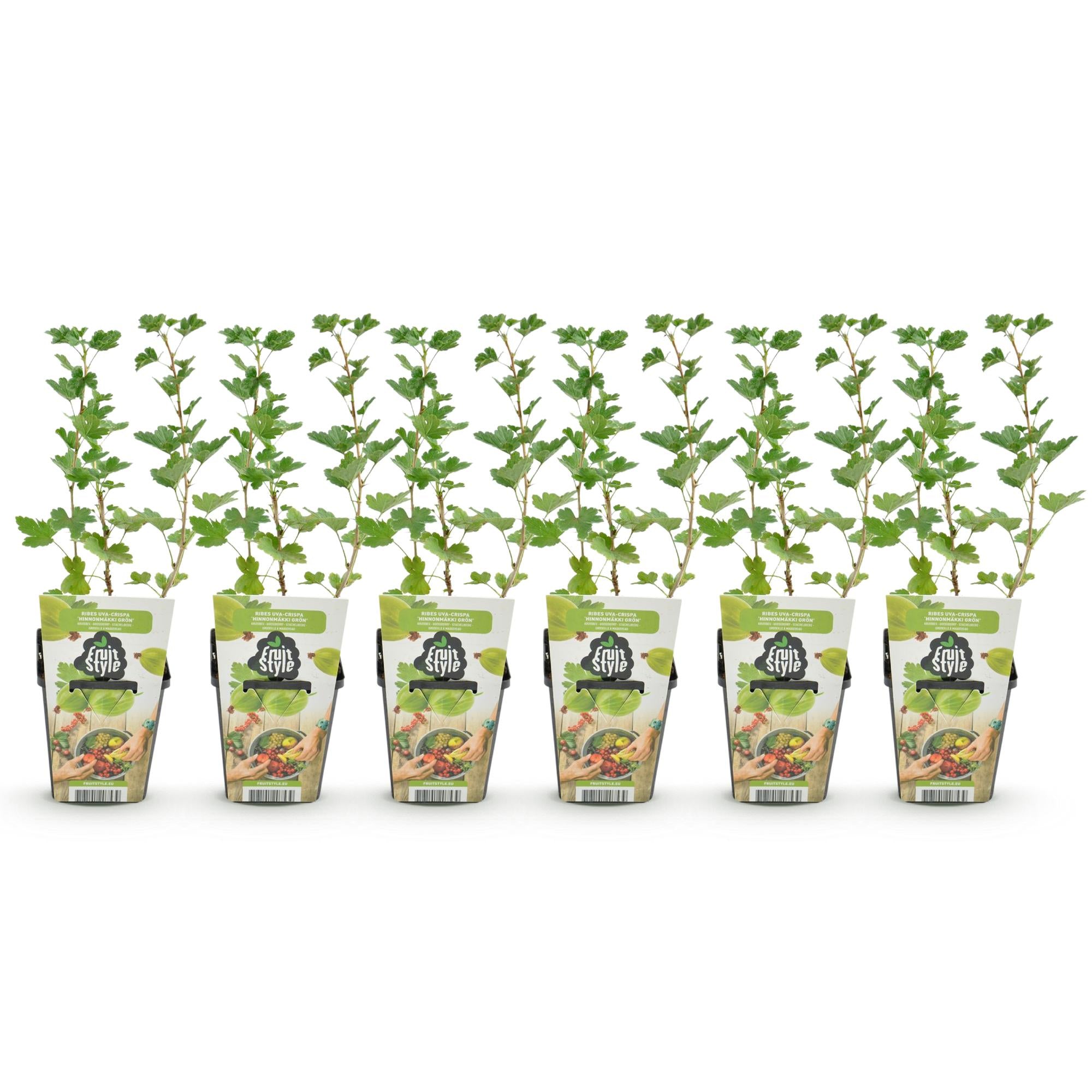 Green boutiQ - Fruitplanten - Kruisbes - Ribes uva-crispa Hinnonmaki Grun - Winterhard - 6 Planten - Pot 9 cm - Groene Bes