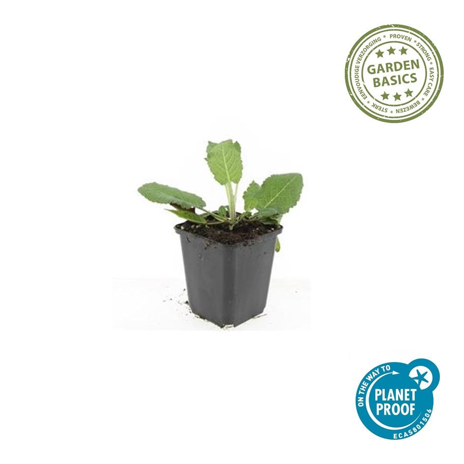 40x Salvia nem. 'Mainacht' - ↕10-25cm - Ø9cm