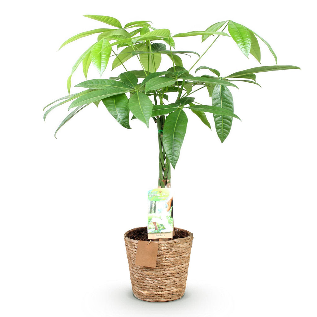 Green BoutiQ - Green is... Kamerplanten - Pachira Aquatica gevlochten stam - Geldboom - Weinig onderhoud - met mand - Groen - 1 Plant - Pot 17cm - Hoogte 60-70cm