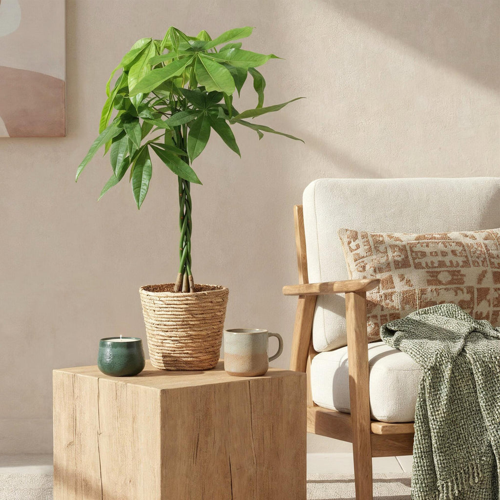 Green BoutiQ - Green is... Kamerplanten - Pachira Aquatica gevlochten stam - Geldboom - Weinig onderhoud - Groen - 1 Plant - Pot 21cm - Hoogte 80-90cm