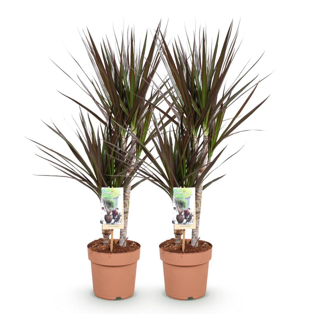 Green BoutiQ - Green is... Kamerplanten - Dracaena Magenta - Drakenbloedboom - Weinig onderhoud - Groen - 2 Planten - Pot 17cm - Hoogte 70-80cm