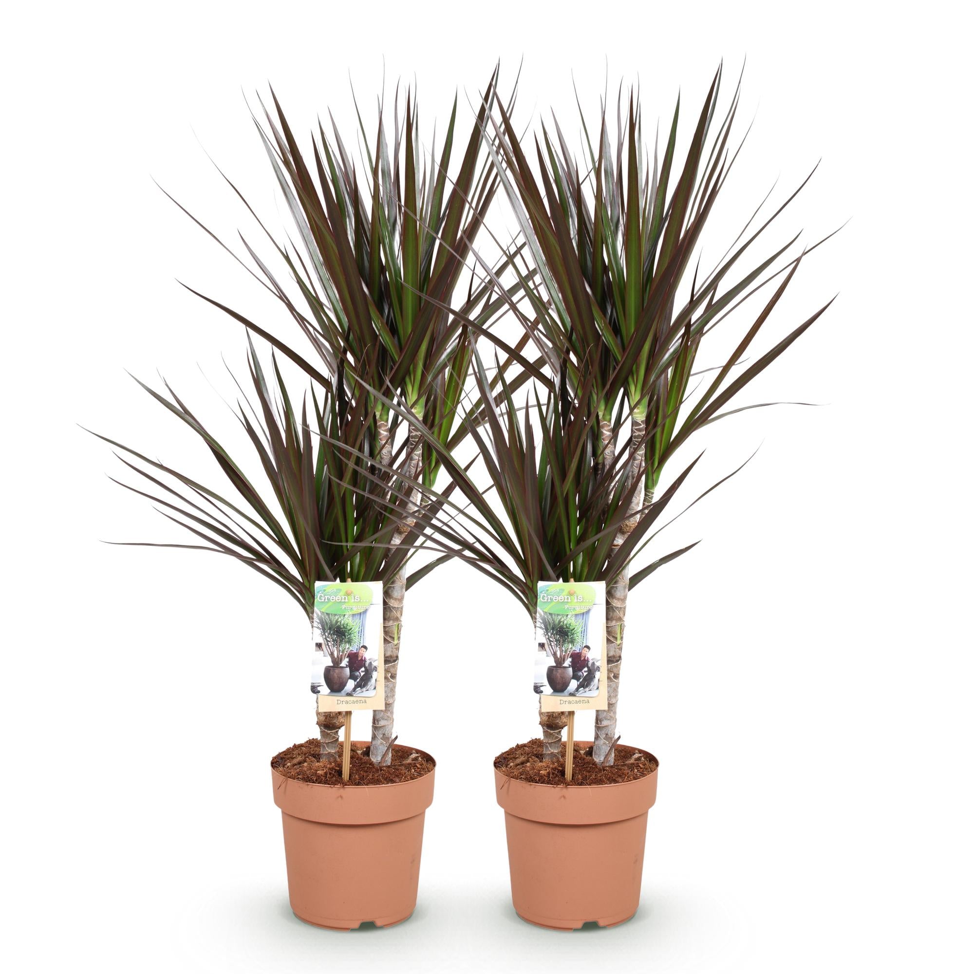 Green BoutiQ - Green is... Kamerplanten - Dracaena Magenta - Drakenbloedboom - Weinig onderhoud - Groen - 2 Planten - Pot 17cm - Hoogte 70-80cm