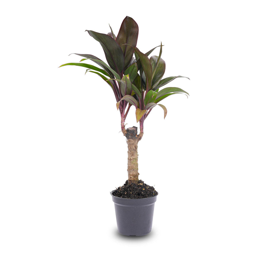 Mini-palm - Cordyline fruticosa 'Purple Compacta' - Terrarium plant - Potmaat 6