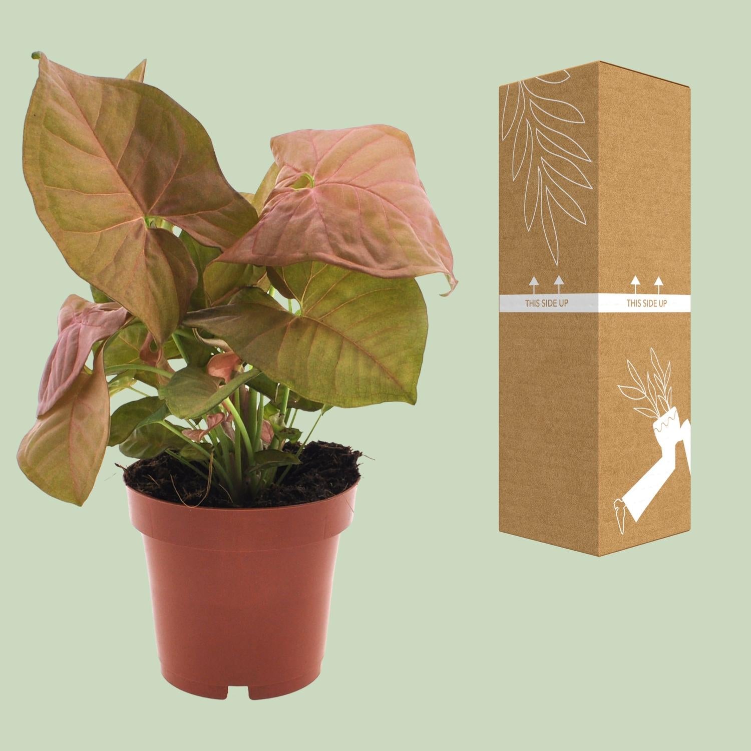 Syngonium Neon - Ø12cm - ↕25cm