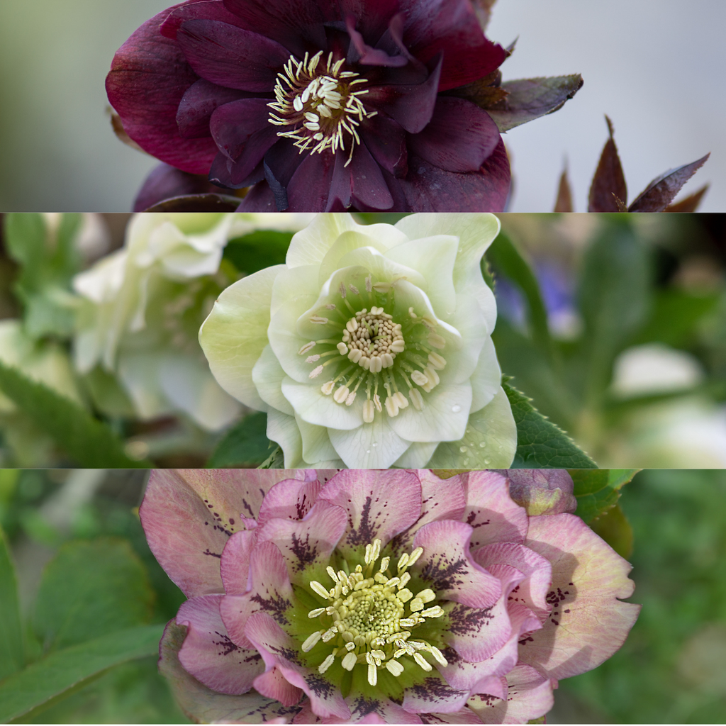 Helleborus Specials - 3 x Ø 14 cm - ↨ 25 cm