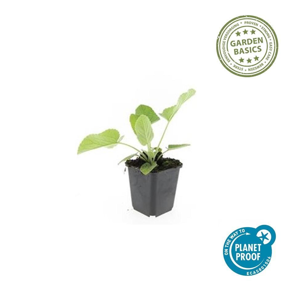 12x Phlomis russeliana - ↕10-25cm - Ø9cm