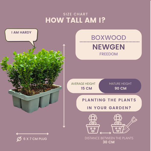 "Buxus NewGen Freedom 6-Pack – Winterharde Groenblijvende Struiken 6 x Ø7 cm - ↕15 cm | Compacte Buxus"