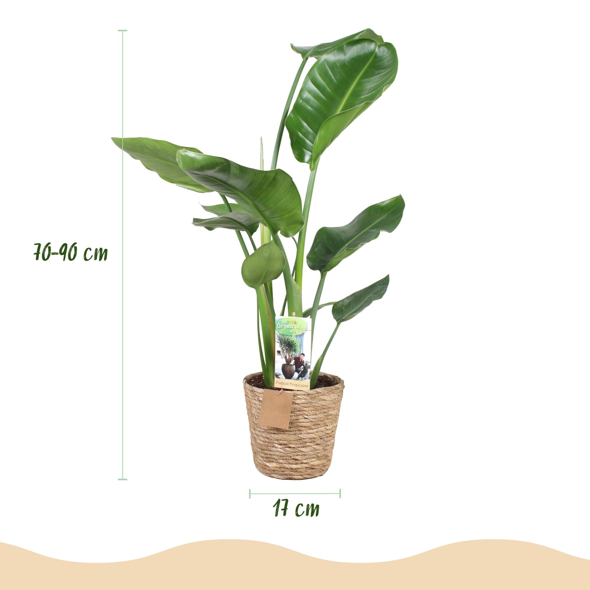 Green BoutiQ - Green is... Kamerplanten - Stelitzia Nicolai - Paradijsvogelbloem - Weinig onderhoud - met mand - Groen - 1 Plant - Pot 17cm - Hoogte 70-90cm
