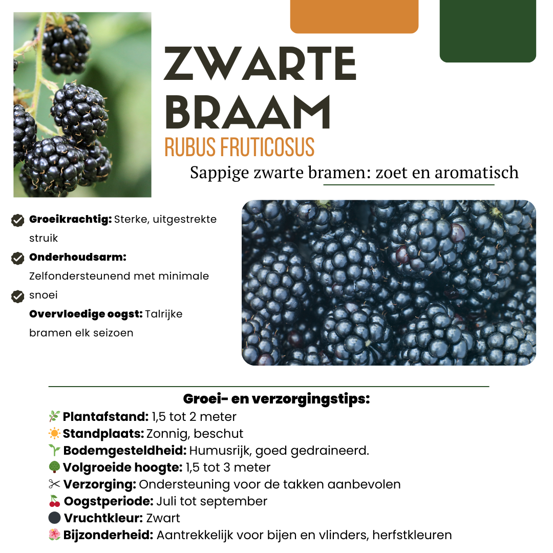 "Vruchten feestje" BIO Fruitplanten mix set van 3 verschillende soorten