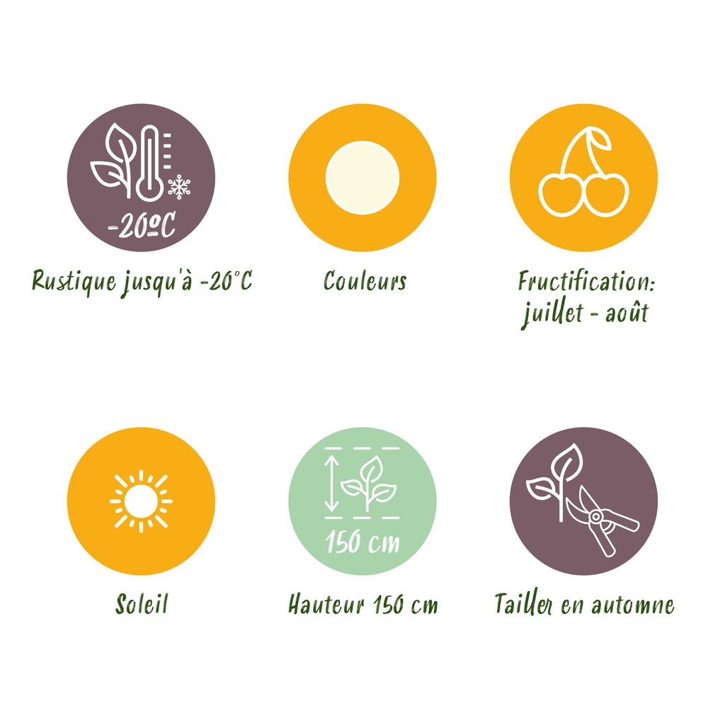 Green boutiQ - Fruitplanten - Wiite Bes - Ribes rubrum Witte Hollander - Winterhard - 6 Planten - Pot 9 cm - Witte Bes