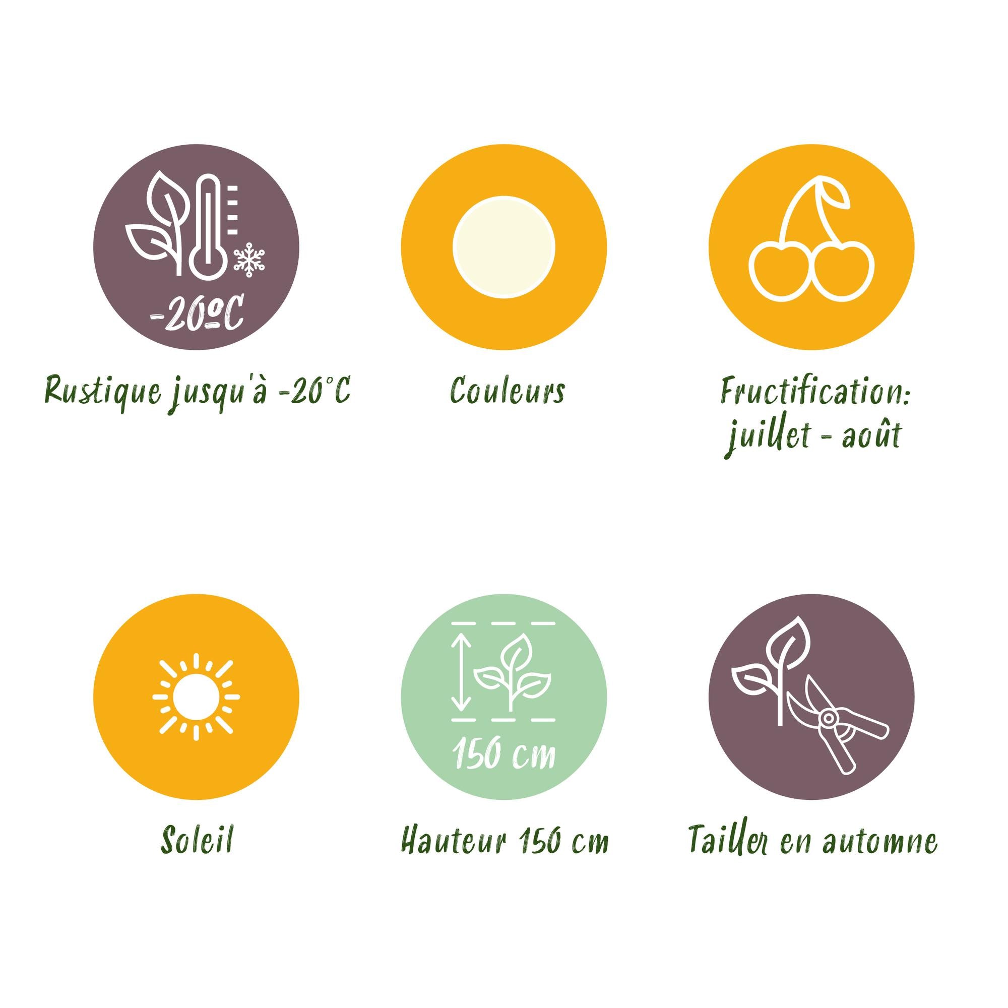 Green boutiQ - Fruitplanten - Wiite Bes - Ribes rubrum Witte Hollander - Winterhard - 6 Planten - Pot 9 cm - Witte Bes