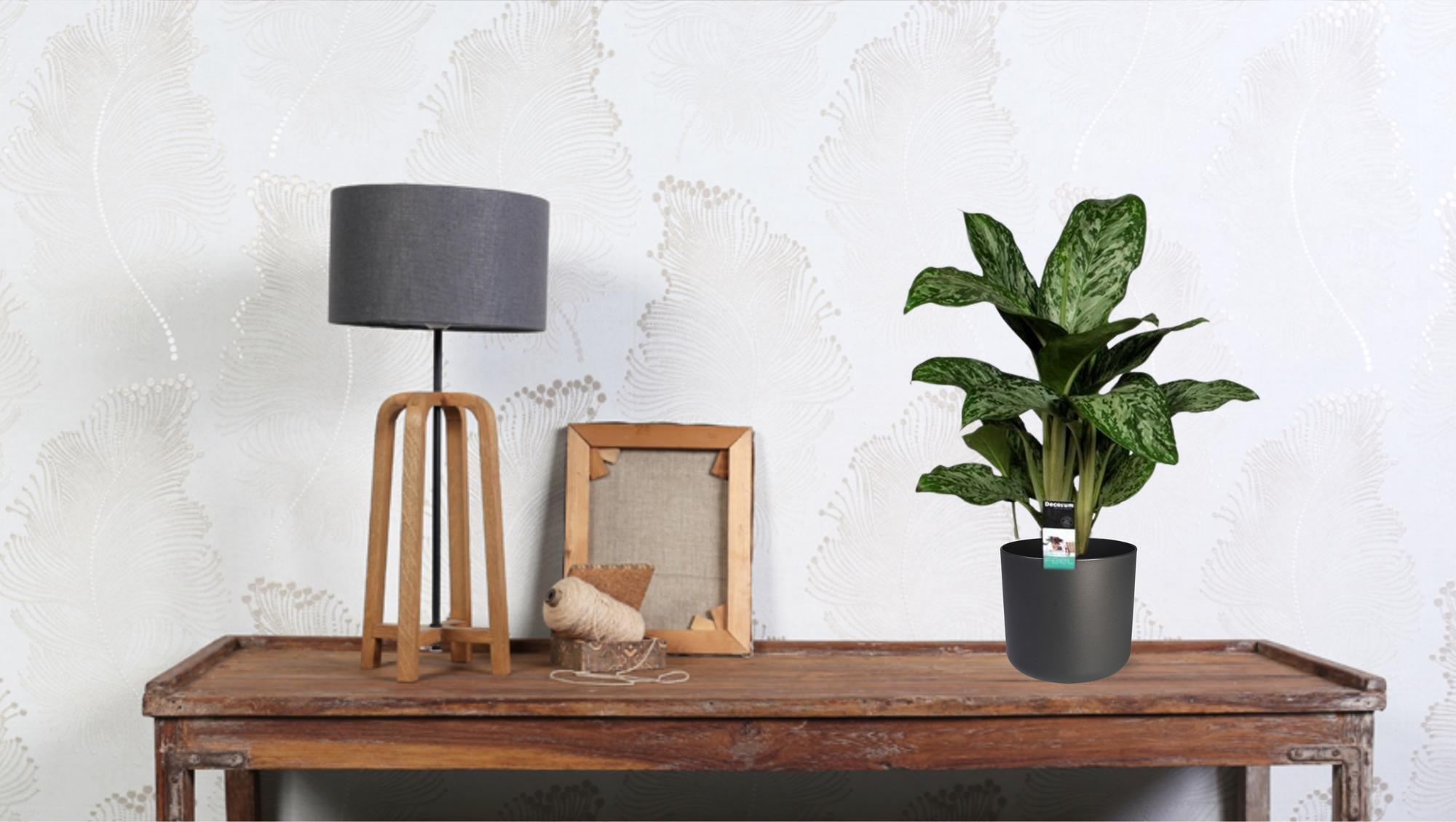 Aglaonema Greenlight (Decorum) - Ø17cm - ↕60cm