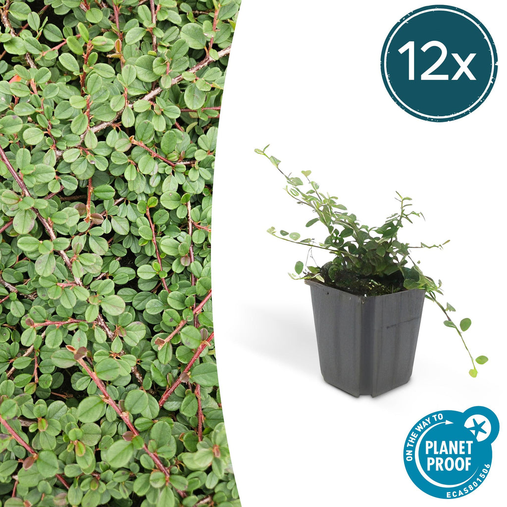 12x Cotoneaster pr. 'Queen of Carpets' - ↕10-25cm - Ø9cm