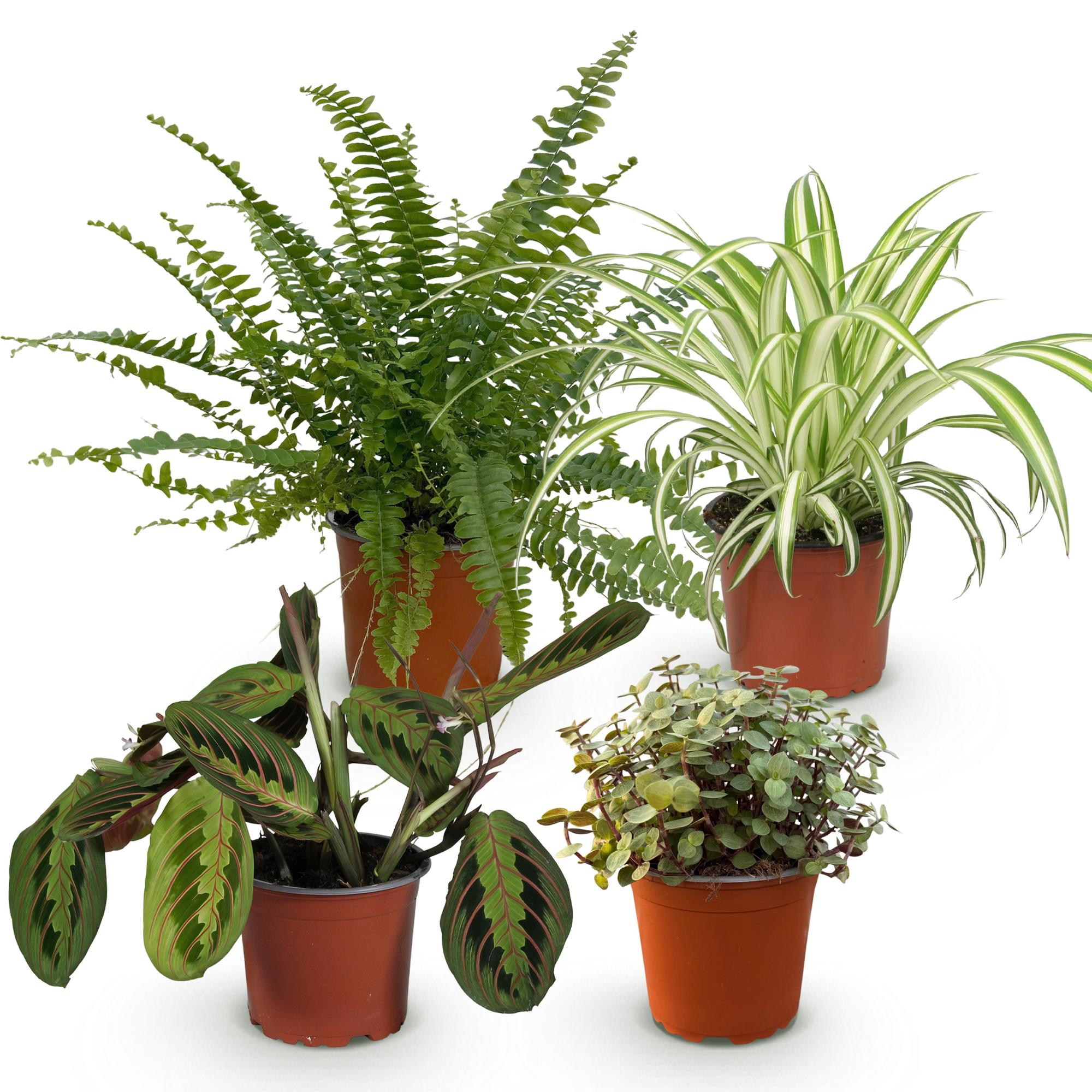 Green boutiQ - Kamerplant - Chlorophytum - Maranta - Calissia - Nephrolepsis - Mix van 4 - Huisdiervriendelijke Planten - Groen - 4 Planten - Pot 12cm - Hoogte 25cm