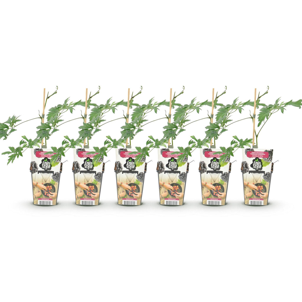 Green boutiQ - Fruitplanten - Groenblijvende Braam - Rubus Thornless Evergreen - Winterhard - 6 Planten - Pot 9 cm - Zwarte Braam