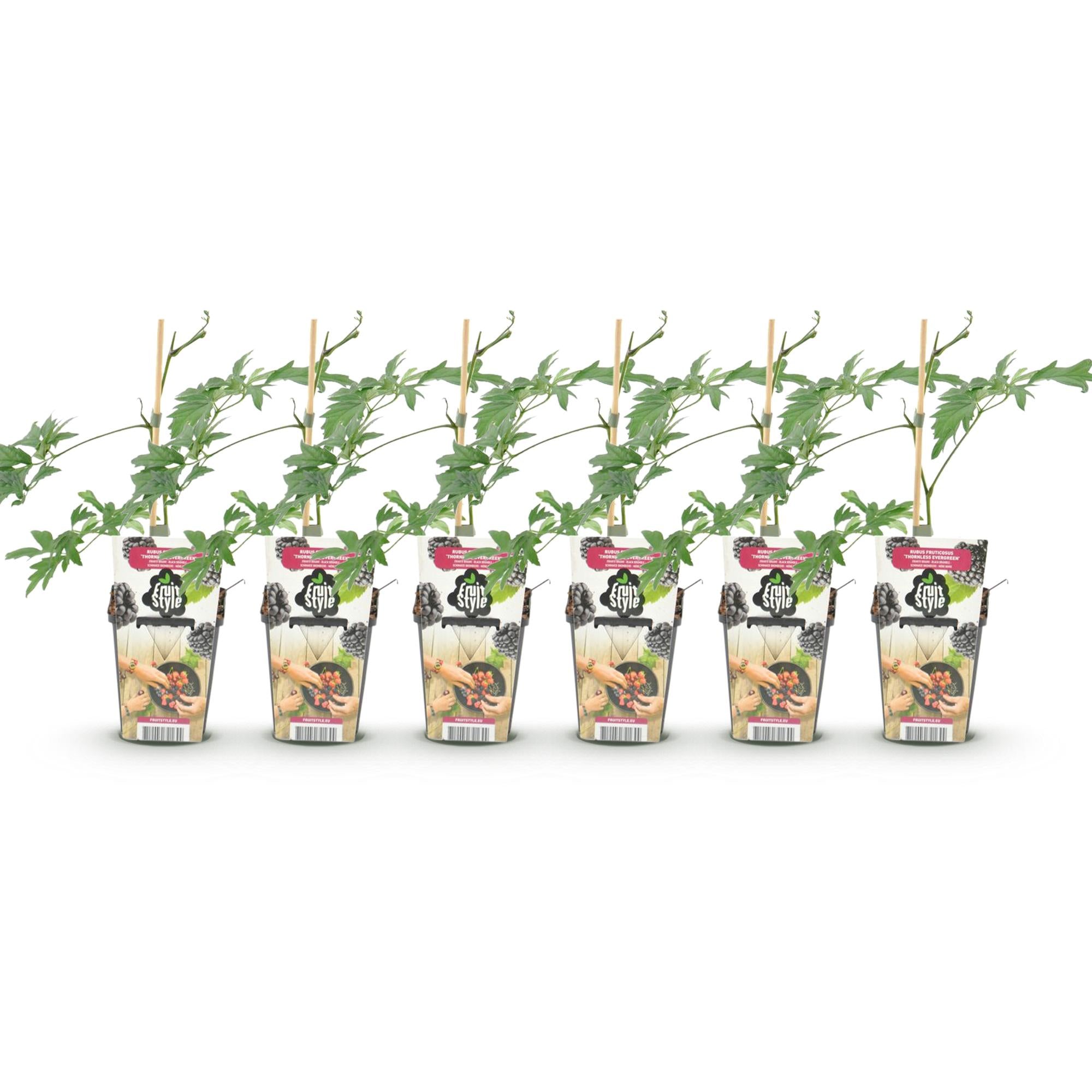 Green boutiQ - Fruitplanten - Groenblijvende Braam - Rubus Thornless Evergreen - Winterhard - 6 Planten - Pot 9 cm - Zwarte Braam