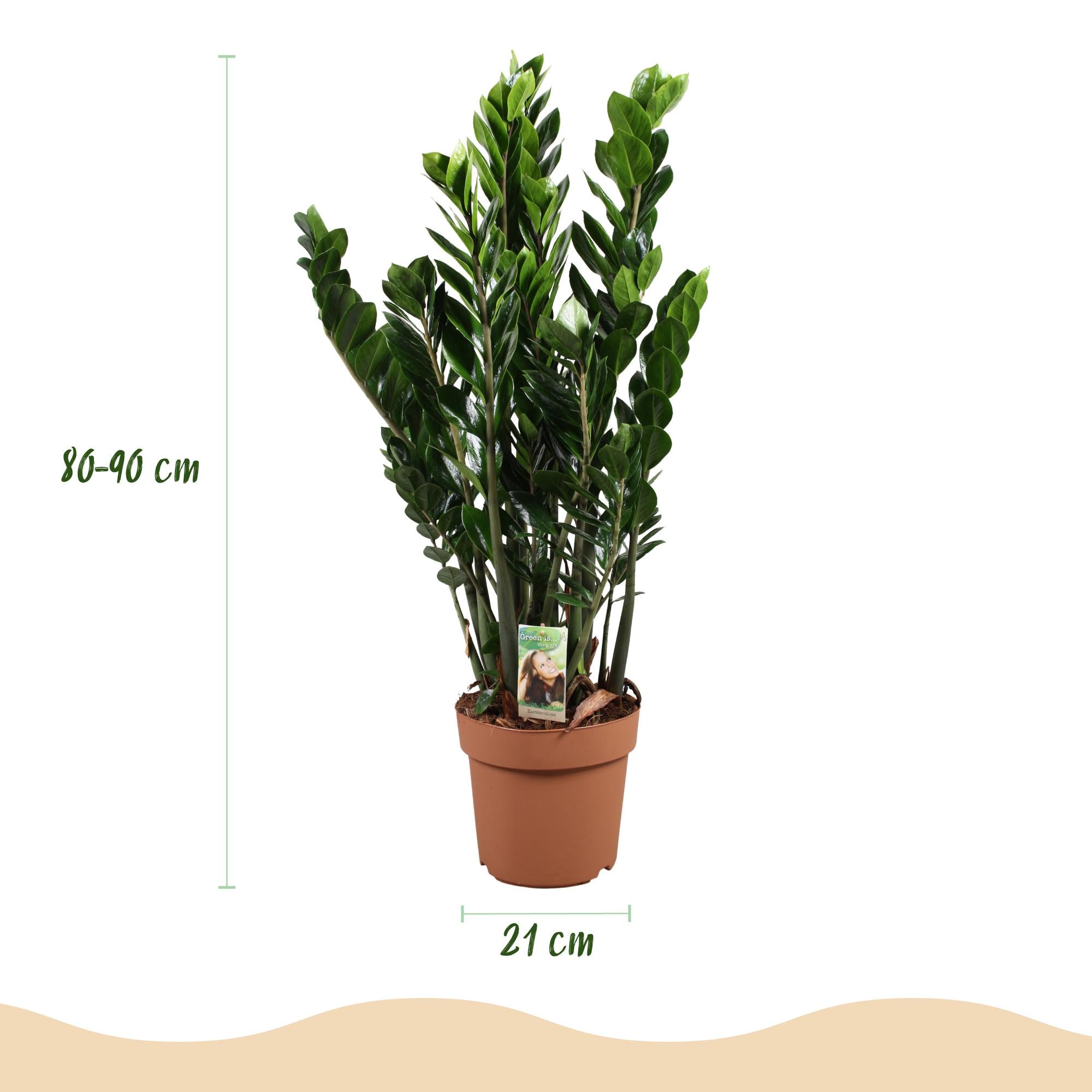 Green BoutiQ - Green is... Kamerplanten - Zamioculcas - ZZ-plant - Weinig onderhoud - Groen - 1 Plant - Pot 21cm - Hoogte 80-90cm