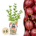 Green boutiQ - Fruitplanten - Kruisbes - Ribes uva-crispa Hinnonmaki Rod - Winterhard - 6 Planten - Pot 9 cm - Rode Bes