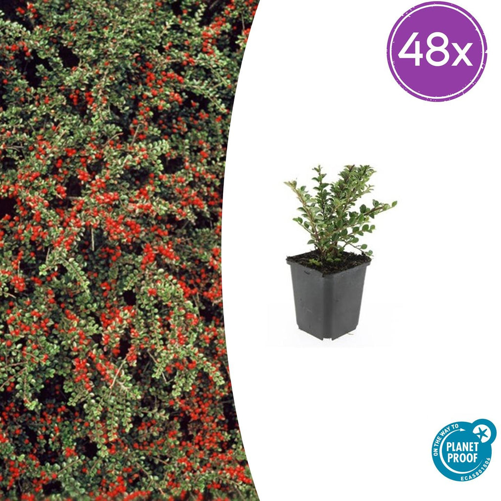 48x Cotoneaster horizontalis - ↕10-25cm - Ø9cm