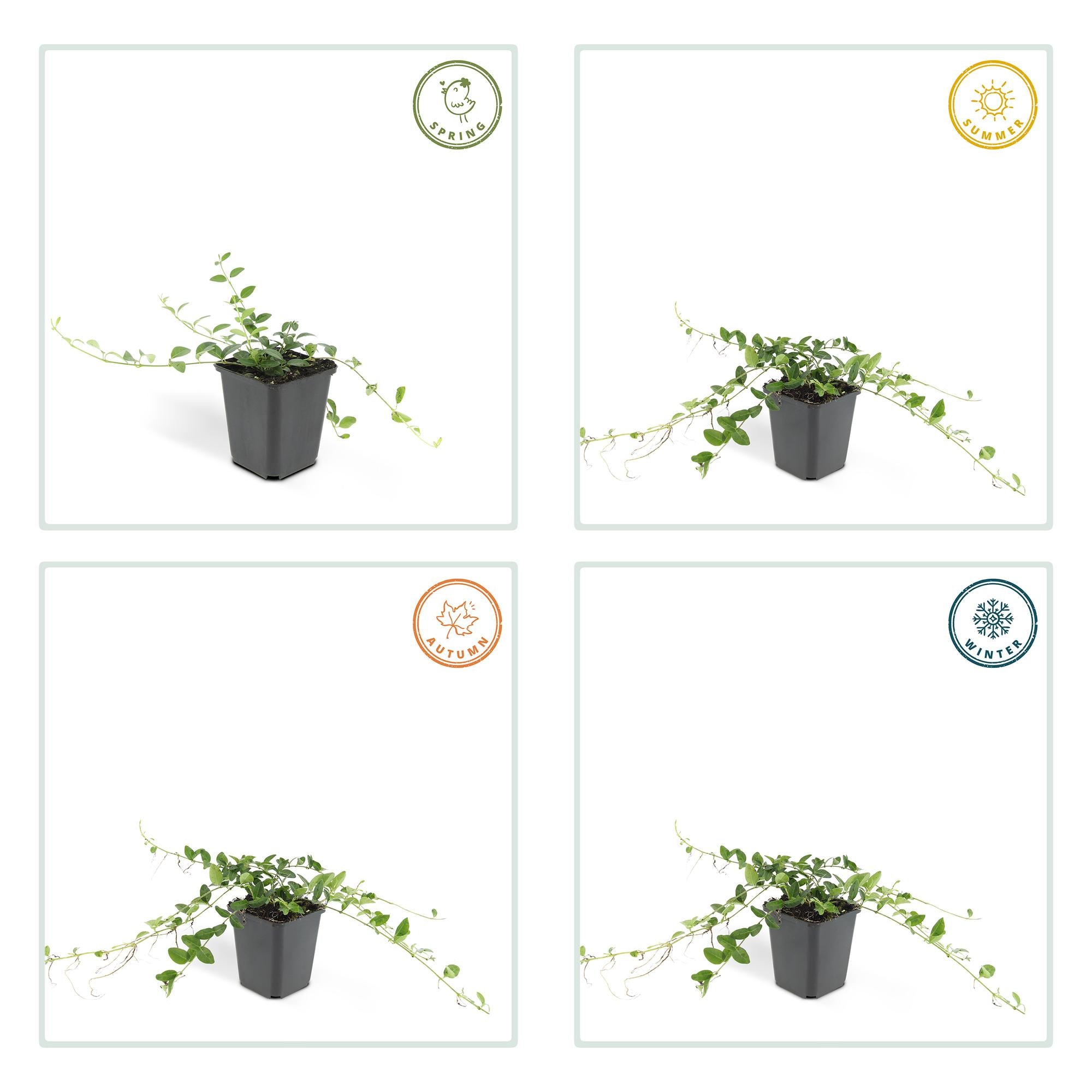 40x Vinca minor 'Alba' - ↕10-25cm - Ø9cm