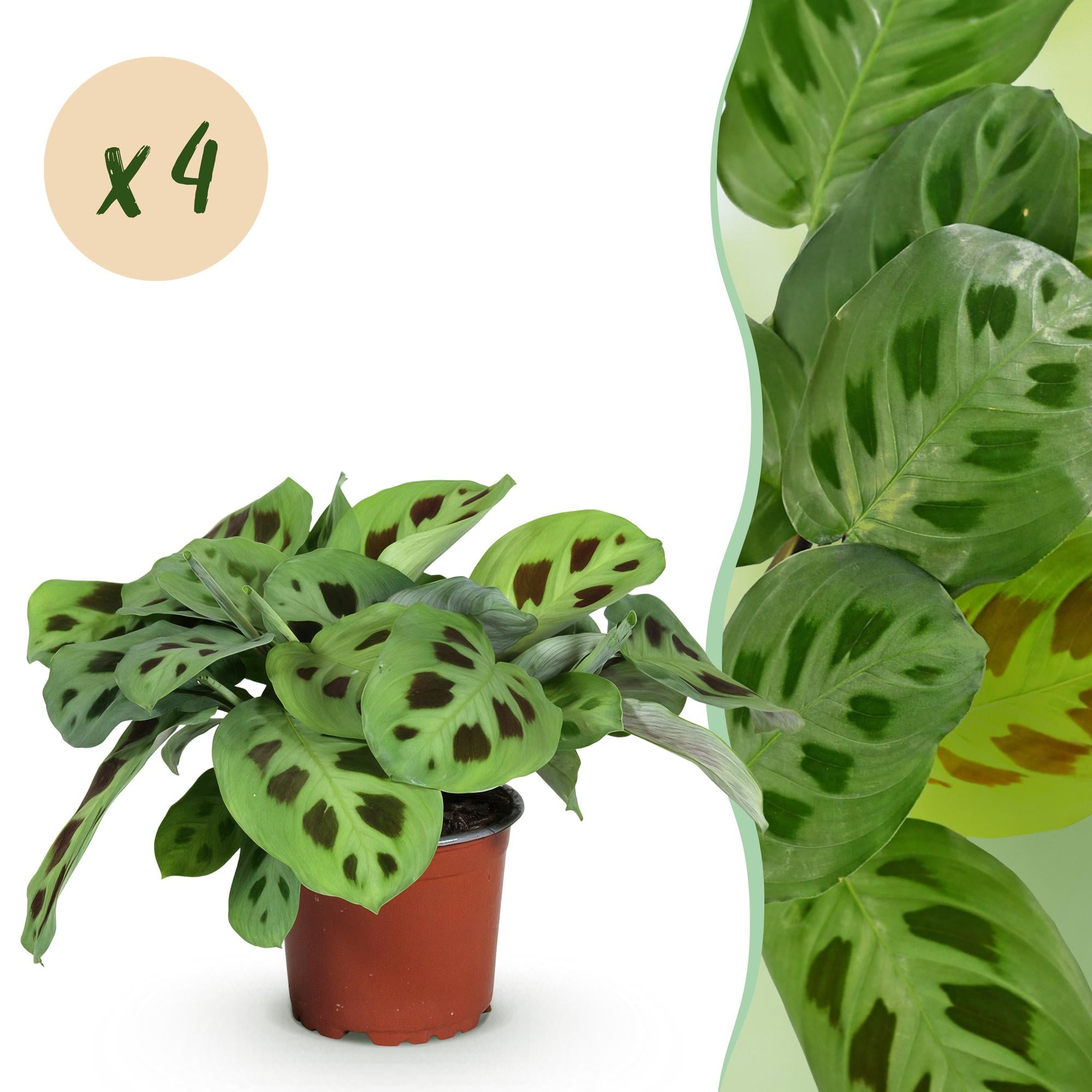 Green boutiQ - Kamerplant - Maranta Fascinator Kerchoveana - Gebedsplant - Huisdiervriendelijk - Groen - 4 Planten - Pot 12cm - Hoogte 30-35cm