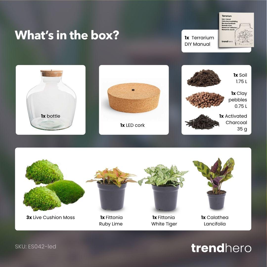 DIY Planten terrarium met licht - Fat Joe Red - Ø 29 cm ↑ 30 cm - No Tools