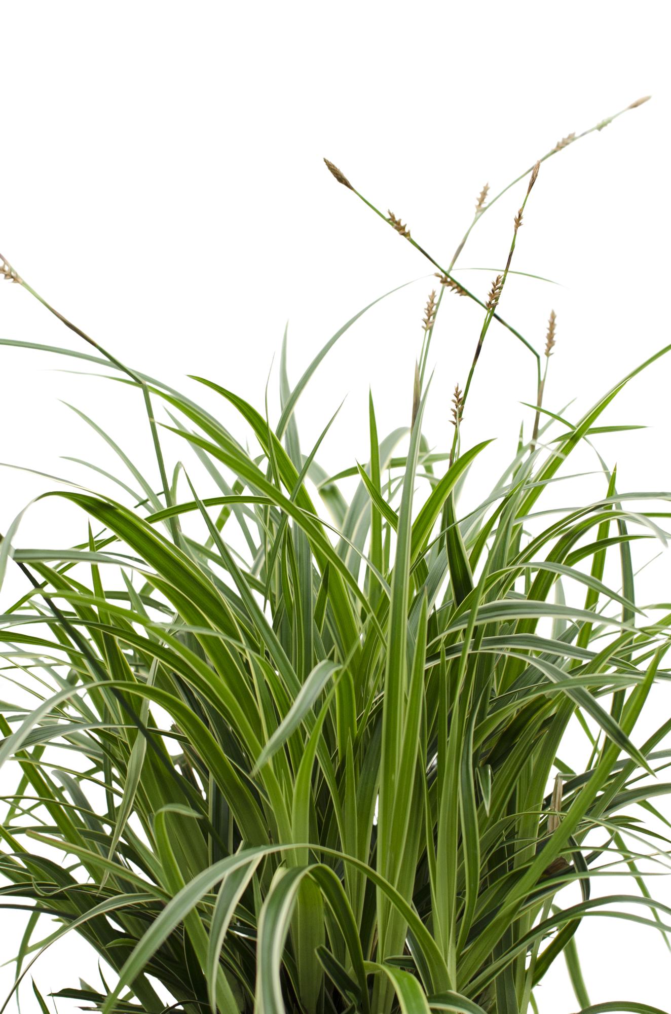 3x - Carex morrowii 'Ice Dance' - ↨30cm - Ø14