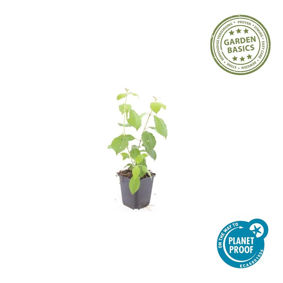 24x Cornus sang. 'Midwinter Fire' - ↕10-25cm - Ø9cm