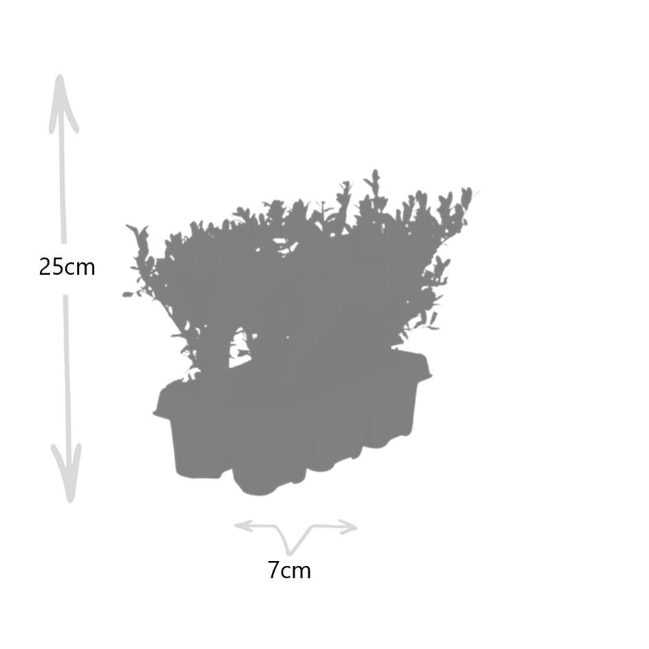 4 x 6 pack Ilex crenata 'Jenny' - Ø7 cm - ↕15 cm