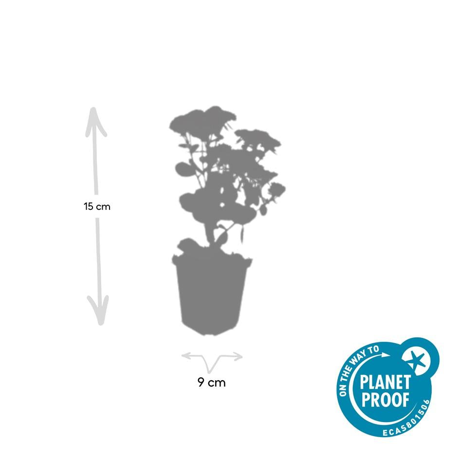 12x Sedum 'Herbstfreude' - ↕10-25cm - Ø9cm