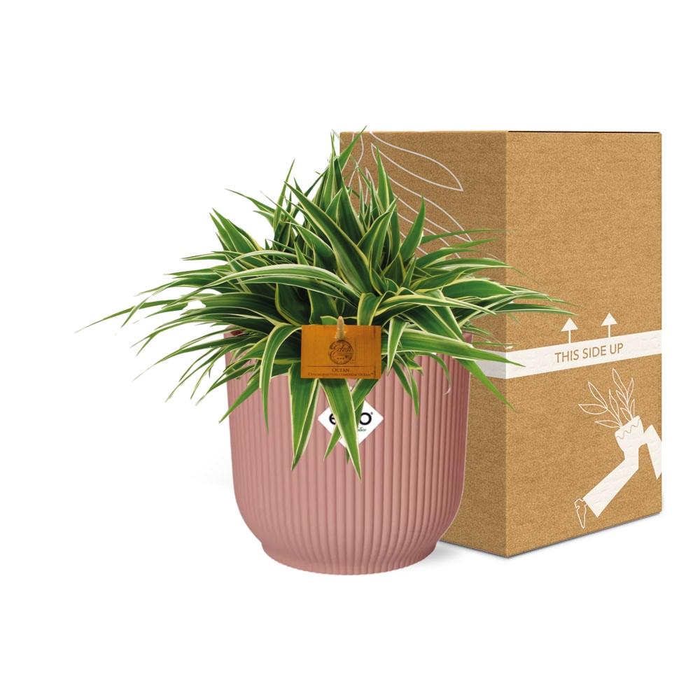 Chlorophytum Ocean 15cm in ELHO Vibes Fold 16cm round  delicate pink