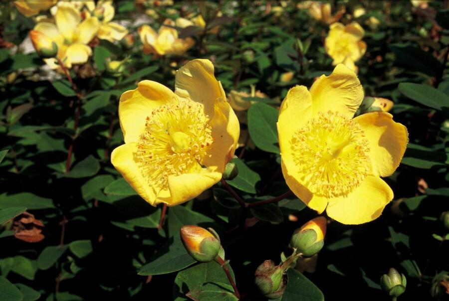 24x Hypericum dummeri 'Peter Dummer' - ↕10-25cm - Ø9cm