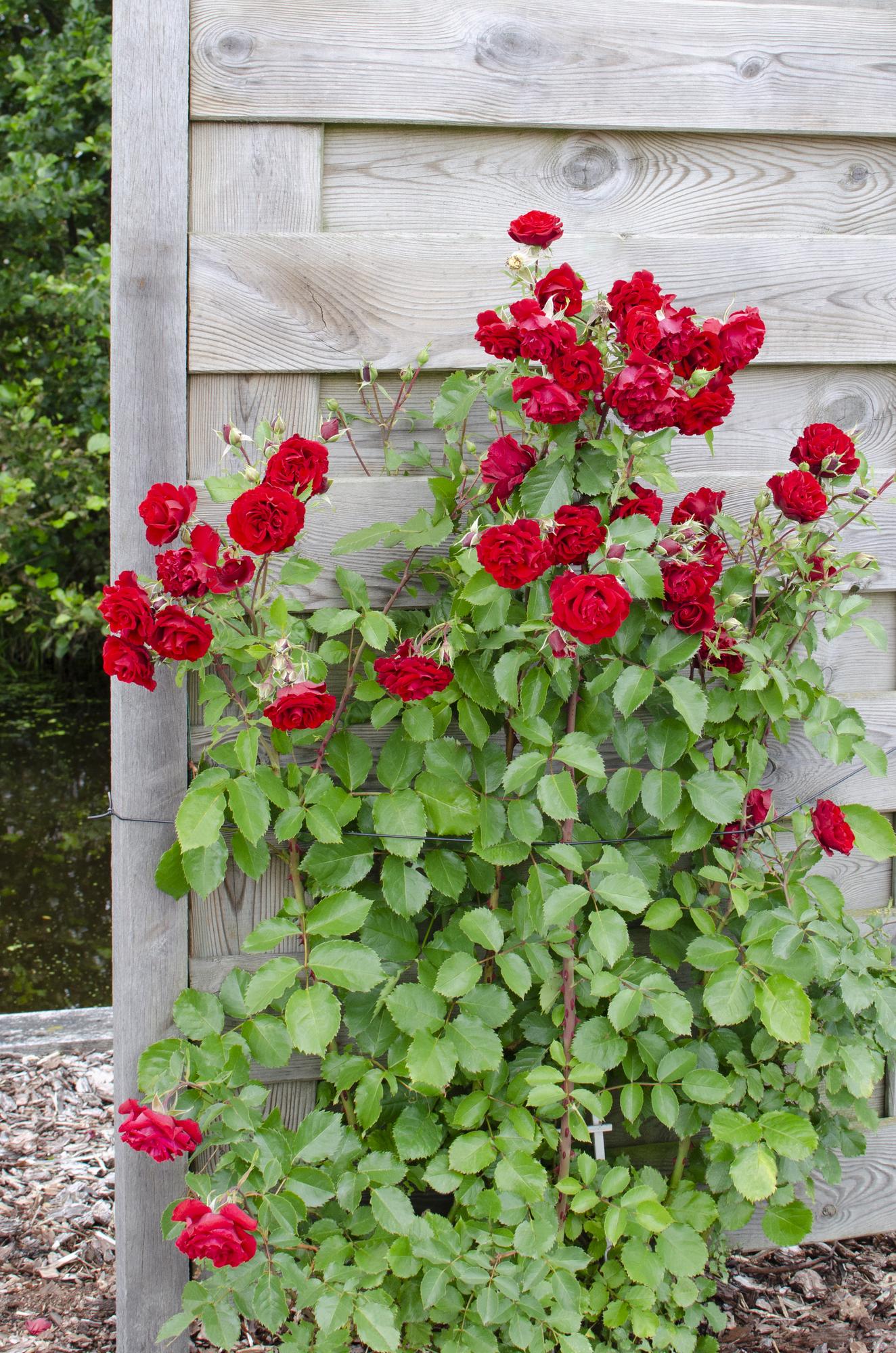 Rosa Crazy in love 'Red' - Rode Roos - Ø15cm - ↕65cm