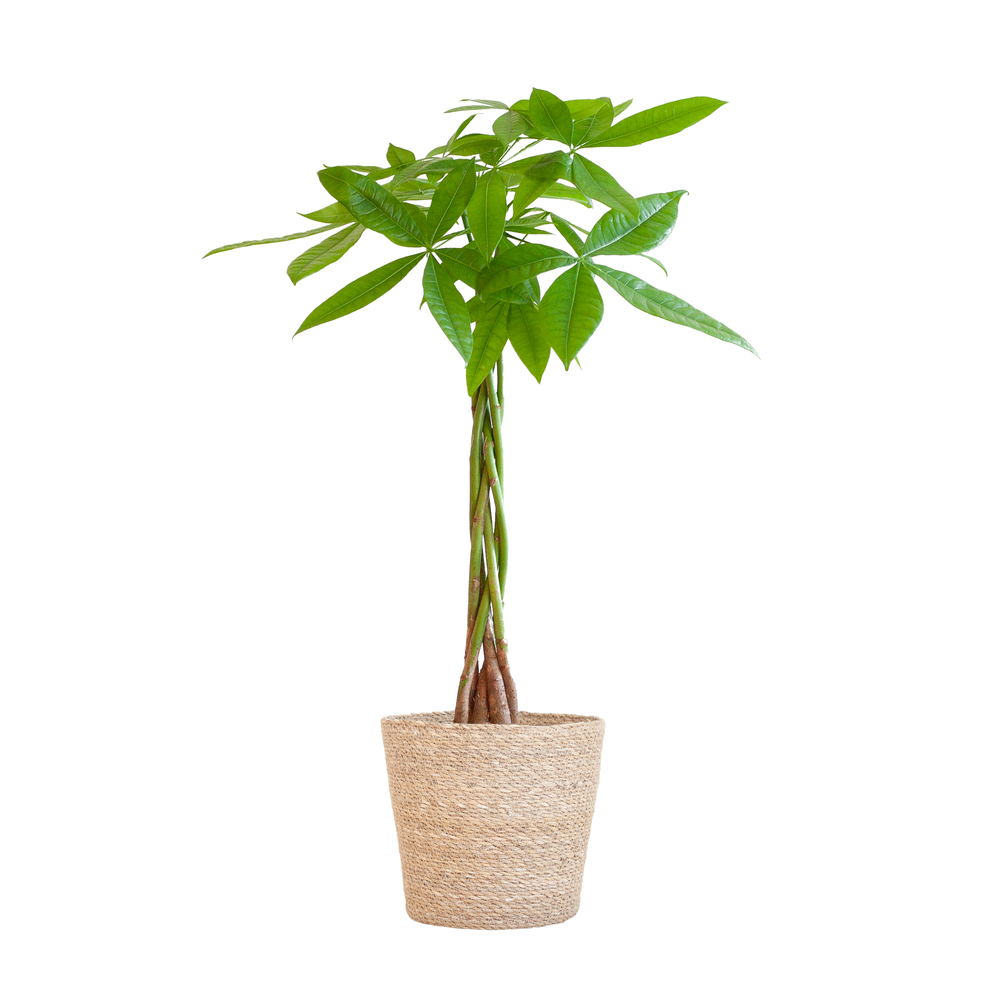 Pachira Aquatica met Sofia mand naturel - 80cm - Ø21