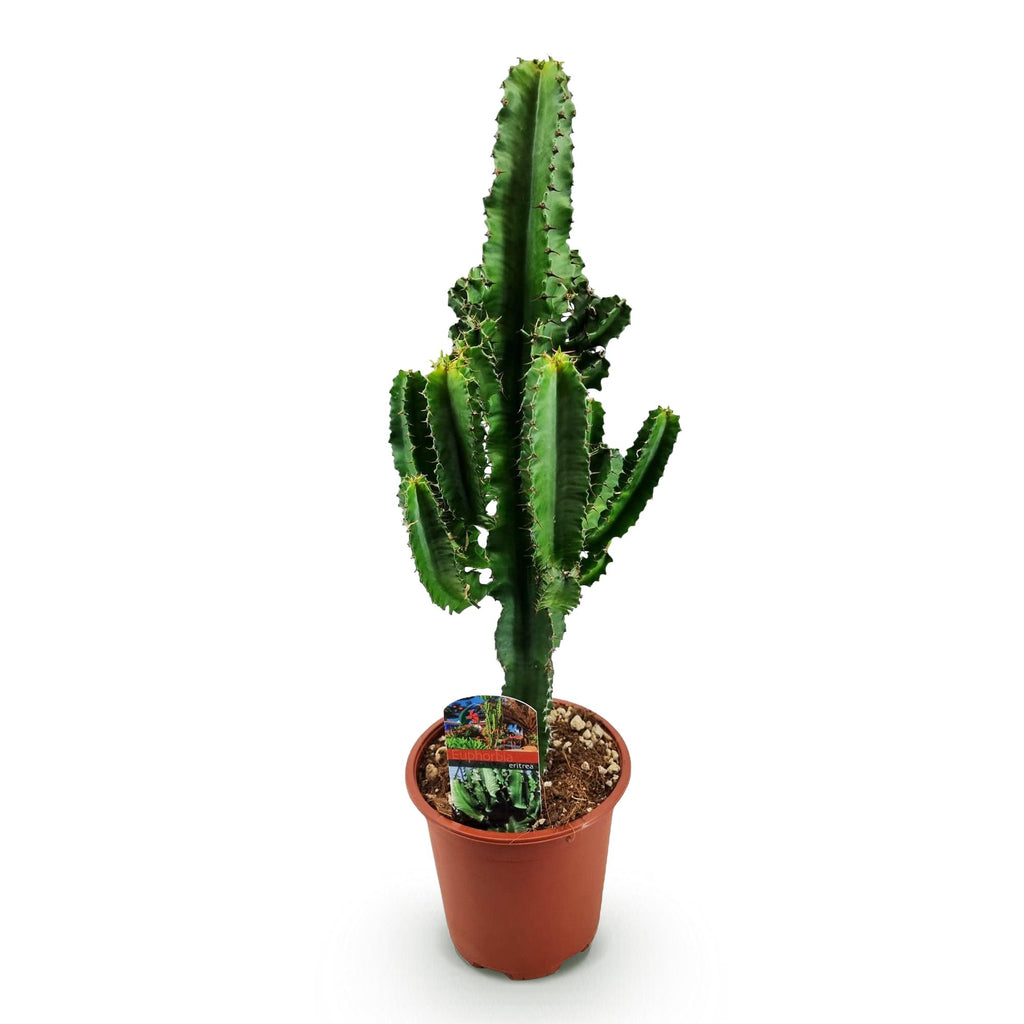 Green boutiQ - Kamerplant - Euphorbia eritrea - Afrikaanse melkboom - Weinig onderhoud - Groen - 1 - Pot 17cm - Hoogte 60cm