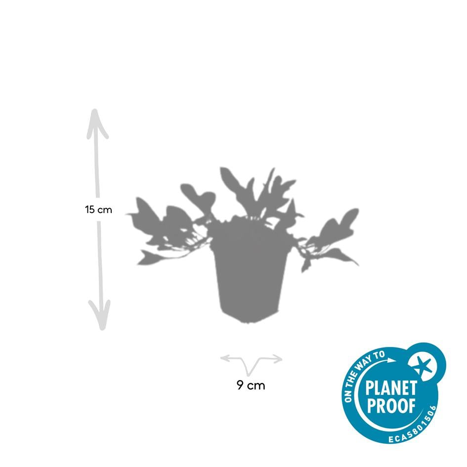 40x Persicaria aff. 'Darjeeling Red' - ↕10-25cm - Ø9cm