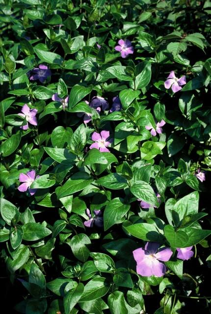 20x Vinca major - ↕10-25cm - Ø9cm