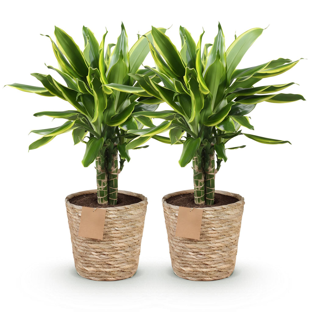 Green BoutiQ - Green is... Kamerplanten - Dracaena fragrans Golden Coast - Drakenbloedboom - Weinig onderhoud - met mand - Groen - 2 Planten - Pot 17cm - Hoogte 50-55cm