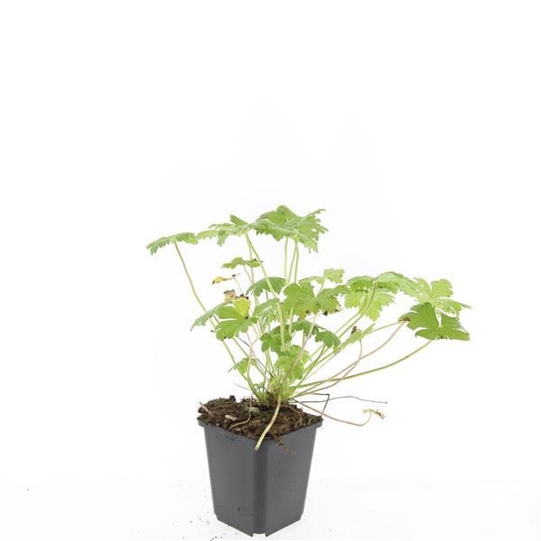 48x Geranium 'Tiny Monster' - ↕10-25cm - Ø9cm
