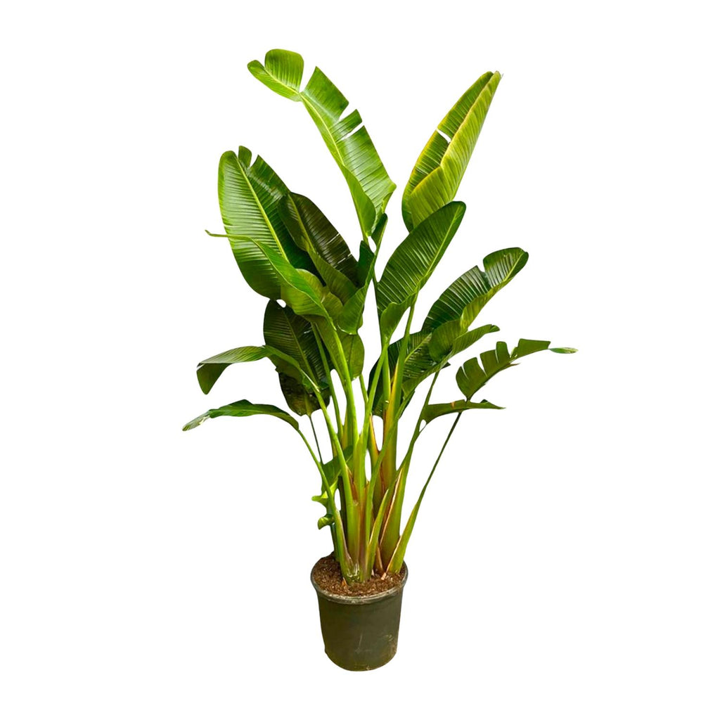 Strelitzia Augusta multi stam XXL - 250 cm - ø30-40