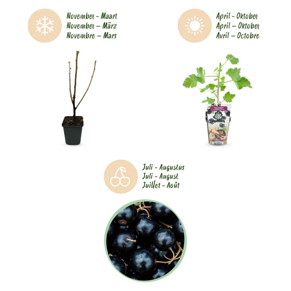 Green boutiQ - Fruitplanten - Jostabes - Ribes Jostabes - Winterhard - 6 Planten - Pot 9 cm - Zwarte Bes