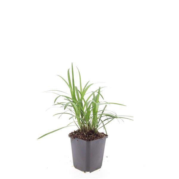 24x Liriope muscari 'Moneymaker' - ↕10-25cm - Ø9cm