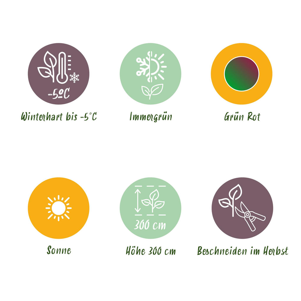 Green boutiQ - Fruitplant - Bananen plant - Musa sikkemensis Red Tiger - Winterhard - 6 planten - Pot 17cm Hoogte 40cm